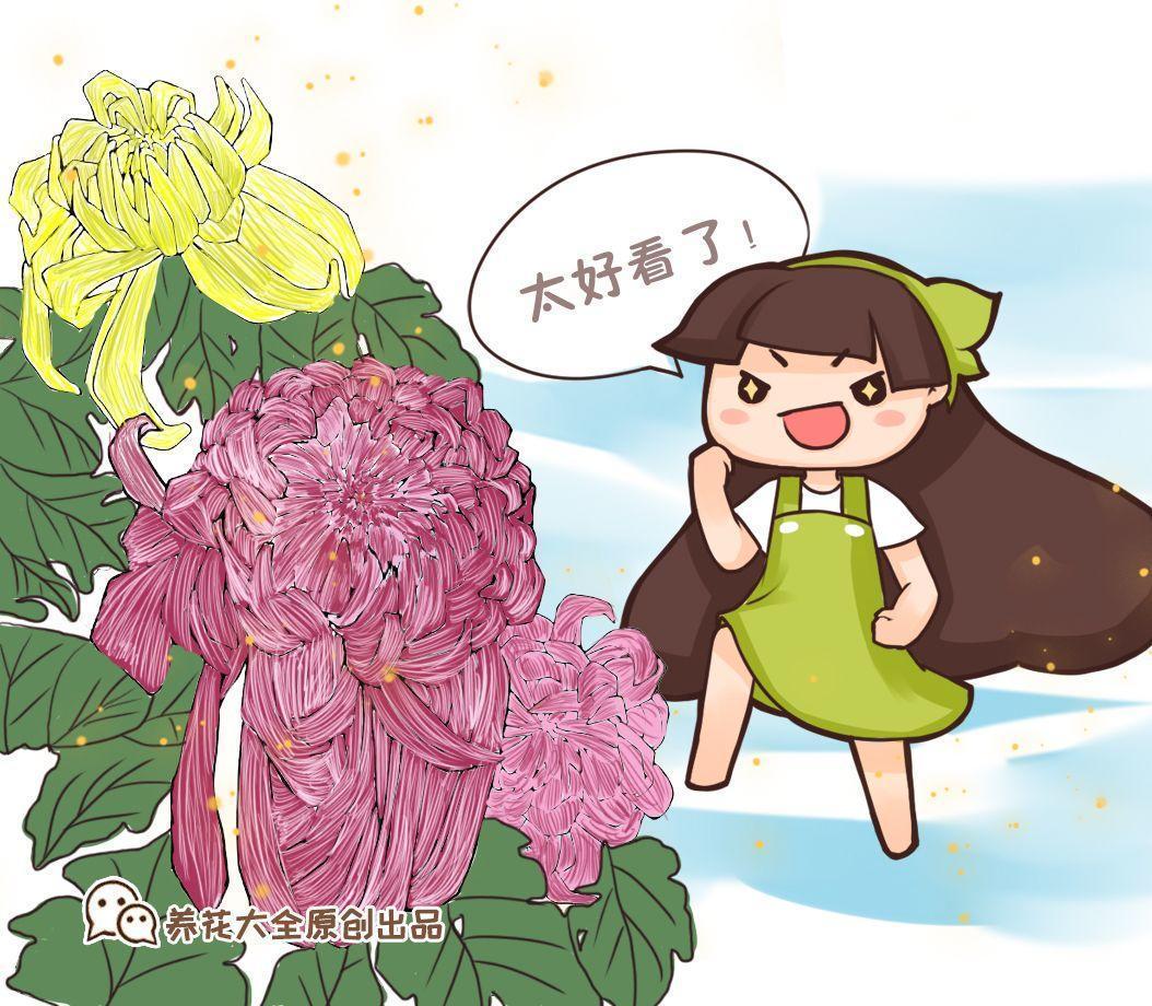 60款超美菊花, 每一种都醉人, 一点不输牡丹!