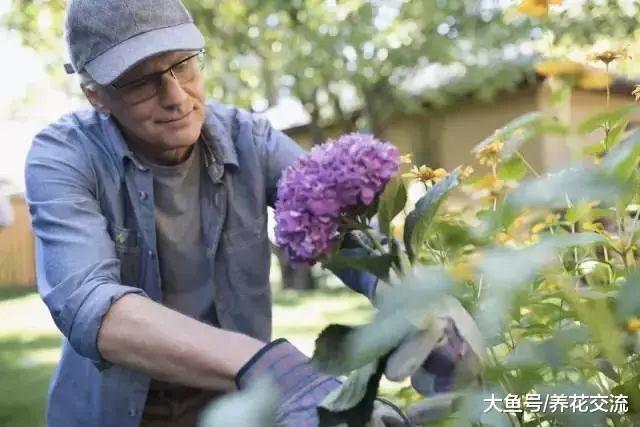 绣球花的插花用这技巧可以观赏两周, 还能制作成迷人的干花