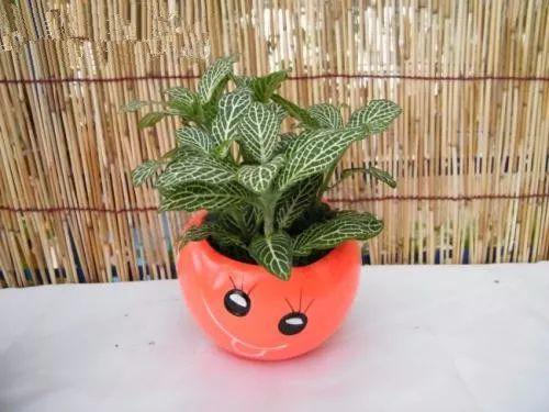 初春养花这些知识一定要知道, 别到了不可挽回时才明白!