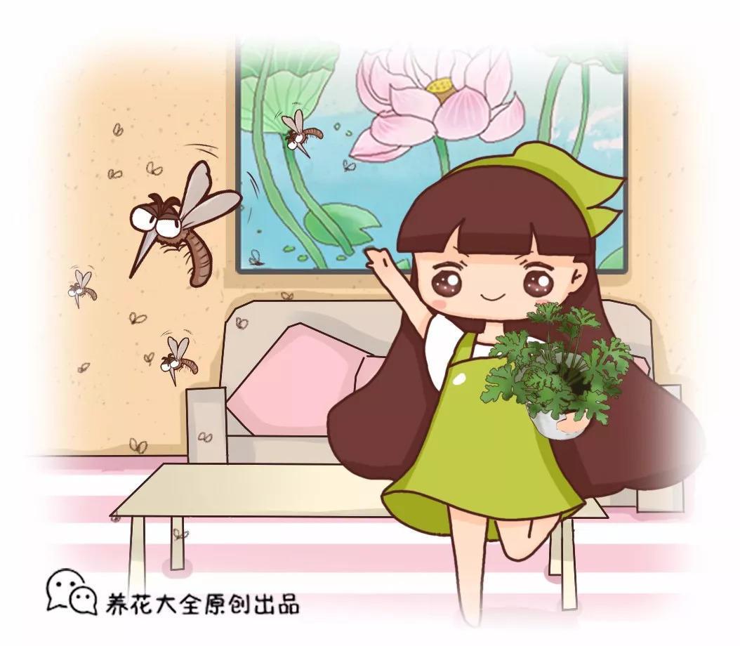 秋蚊子来了, 家里放盆它, 蚊子全都绕道走!