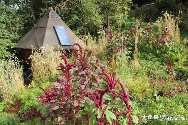 如果你对空气比较敏感, 那下面这几种花卉就不要种家里