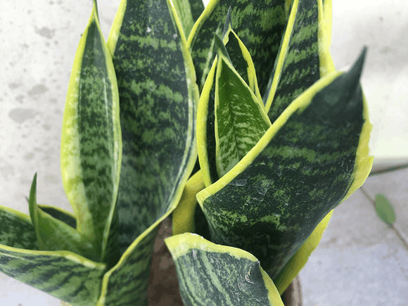 虎皮兰用对肥, 叶子又宽又厚, 花边不减反增!