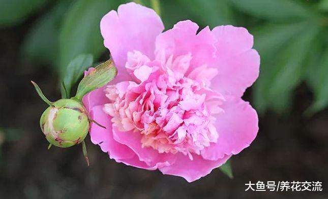 在院子里怎么种牡丹才能年年开花呢? 看老园丁是怎么做的