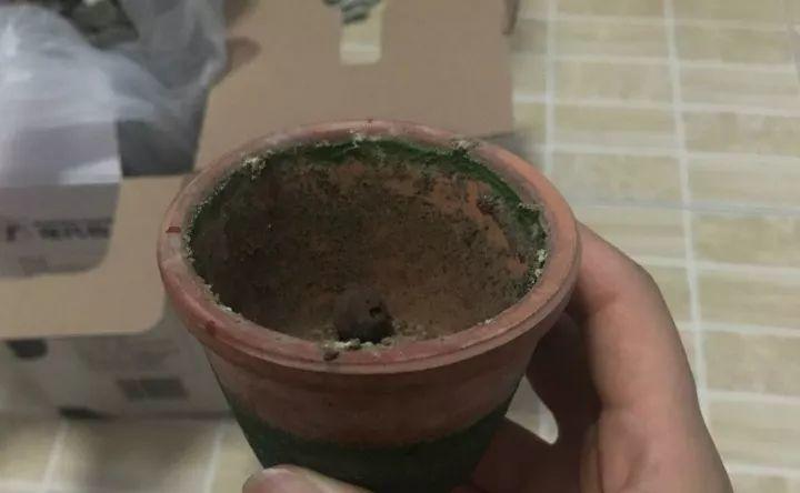 扦插的茉莉养不活? 给它套个塑料杯, 一个枝条长一盆!