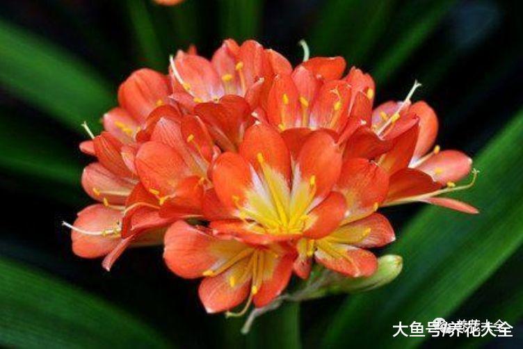5天治好君子兰夹箭! 学一招把花拽出来!