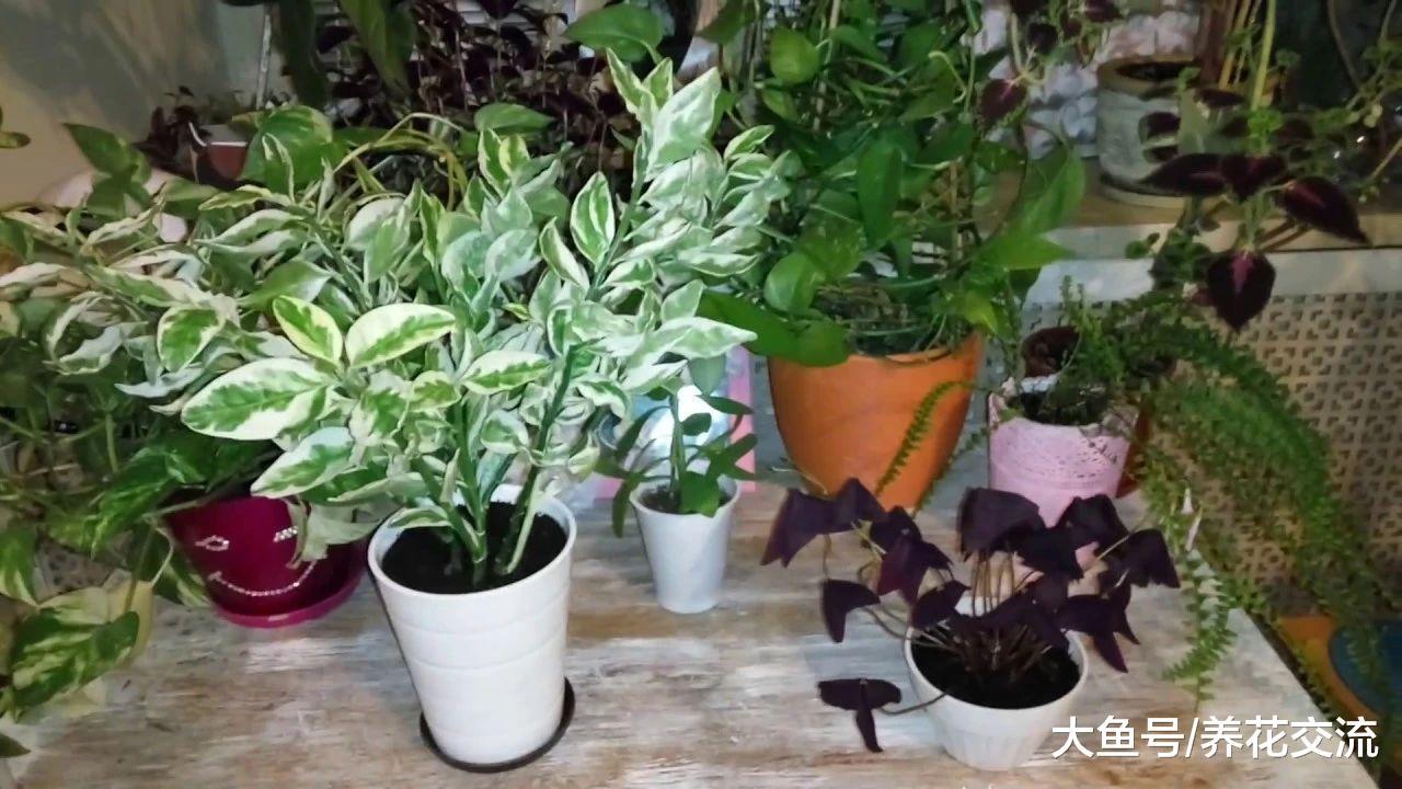 可以给室内增湿的几种植物, 很适合养在家里