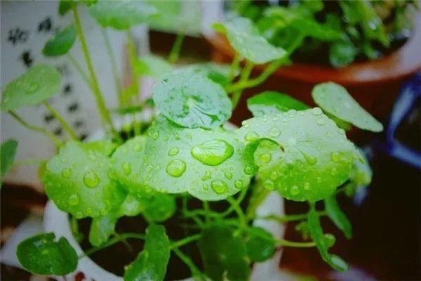 这5种花, 一到夏天就烂叶, 咔嚓1刀立马绿油油!