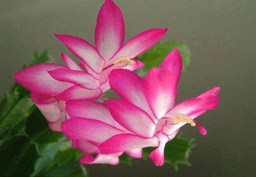 蟹爪兰开花惊艳, 可也真不好养, 其实花盆底下加点水就能“解决”!