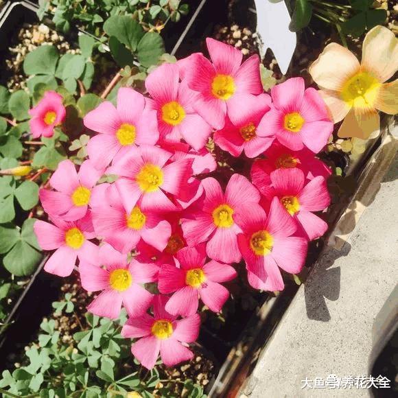 这些野花比栀子月季还好看, 再不采, 就要被别人采光了!