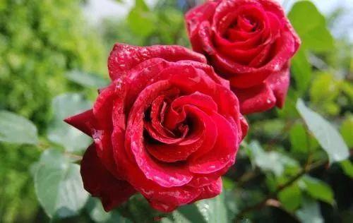 不同窗台放不同植物养殖, 分分钟爆盆, 你家植物适合放哪里?