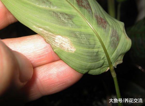 室内的虫子是从哪里来的, 要怎么避免盆栽植物感染病虫害?