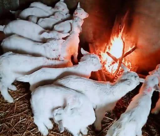 小伙为给十几只小羊取暖, 在羊圈里生火堆, 结果却让人感到意外