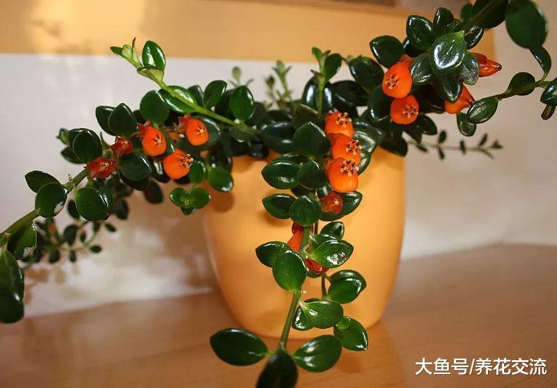 一盆金鱼吊兰如何养成十多盆? 两个月就能长成一个阳台的盆栽