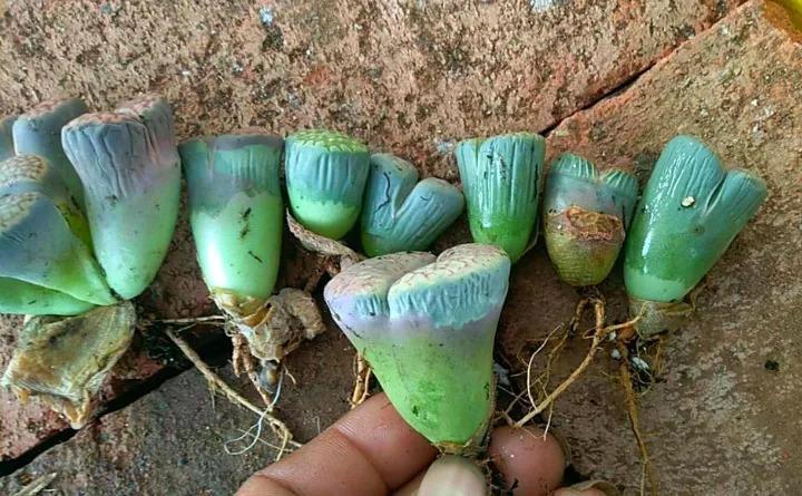 台风加暴雨, 30万棵多肉被淹, 一夜之间变的皱巴巴!