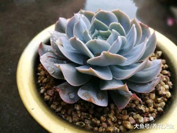 想把多肉养成老桩, 只需4步, 身价立马翻数倍!
