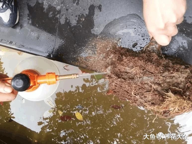 春季正是给植物换盆的好时机, 了解换盆小妙招, 轻松换盆不求人