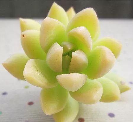 新手该怎么选择适合的多肉? 这14款好养易活的多肉了解一下!