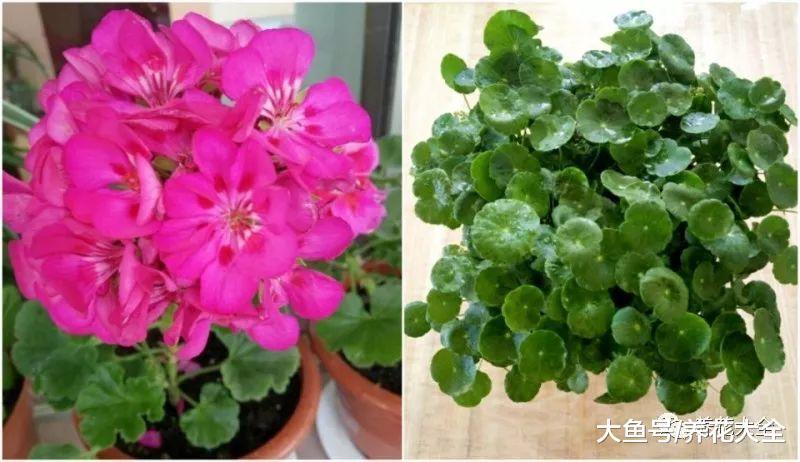 给花喷点红糖水, 花艳叶绿, 连肥料都省了!