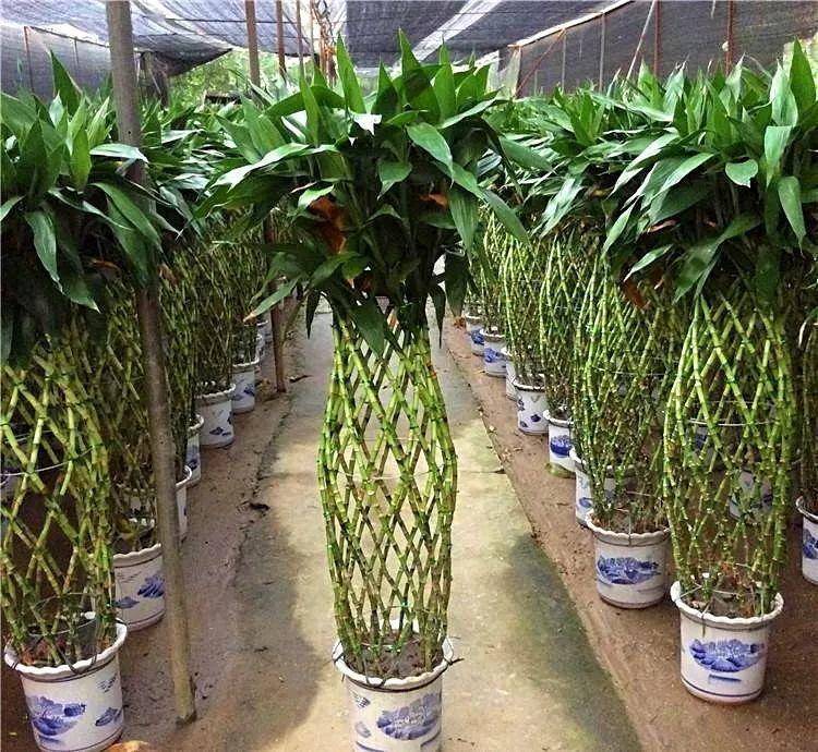 这8种竹子, 个个都是聚宝盆, 养一盆就够了!