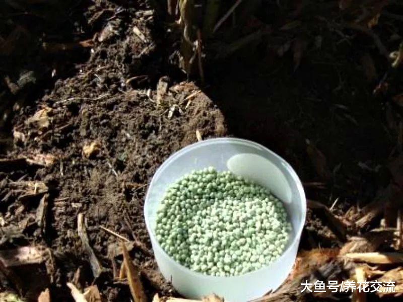 新手养的月季花特别容易挂掉, 做好下面这两点就非常关键