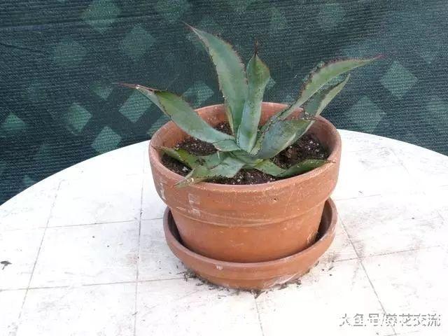 6种栽种简单的多肉植物, 新手也能养得很好