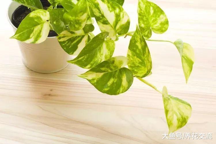 在家里很适合栽种这6种懒人植物, 都不用过多的打理