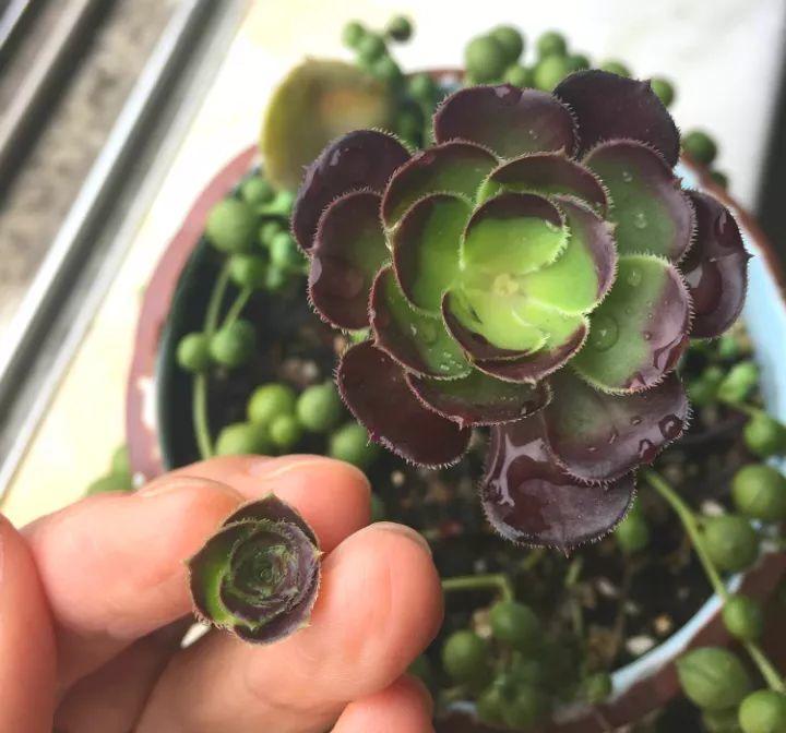 多肉超强摘心术, 7天冒出5个头, 就像一个大花球!