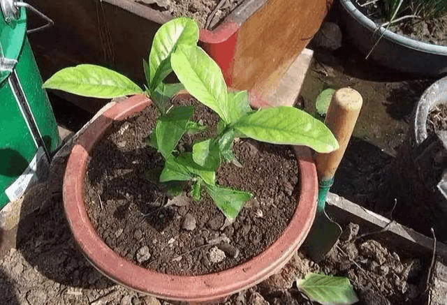 浇水是个“老大难”! 花盆里插几根吸管, 能轻松不少