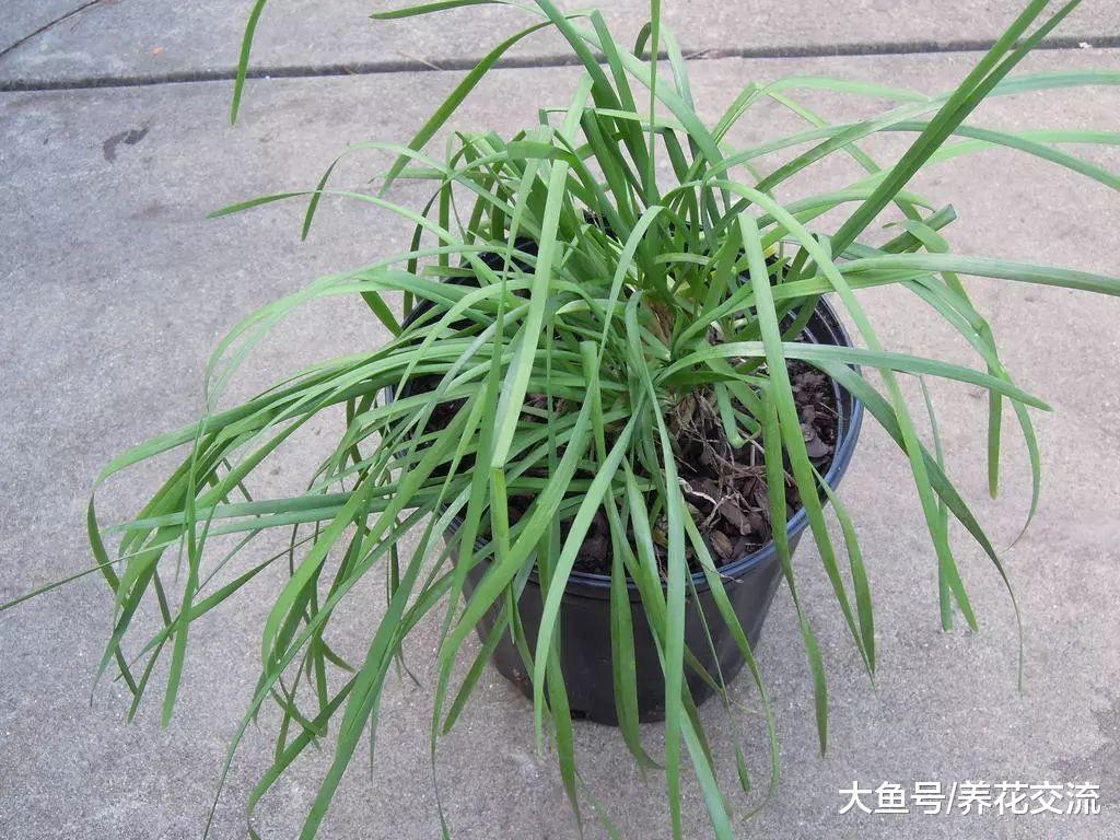 韭菜用这些方法就能不断收割, 它还有非常多的好处