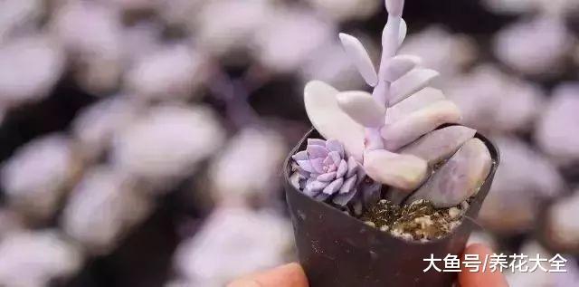 掐掉的多肉花剑, 千万别扔, 插土里成活率贼高!