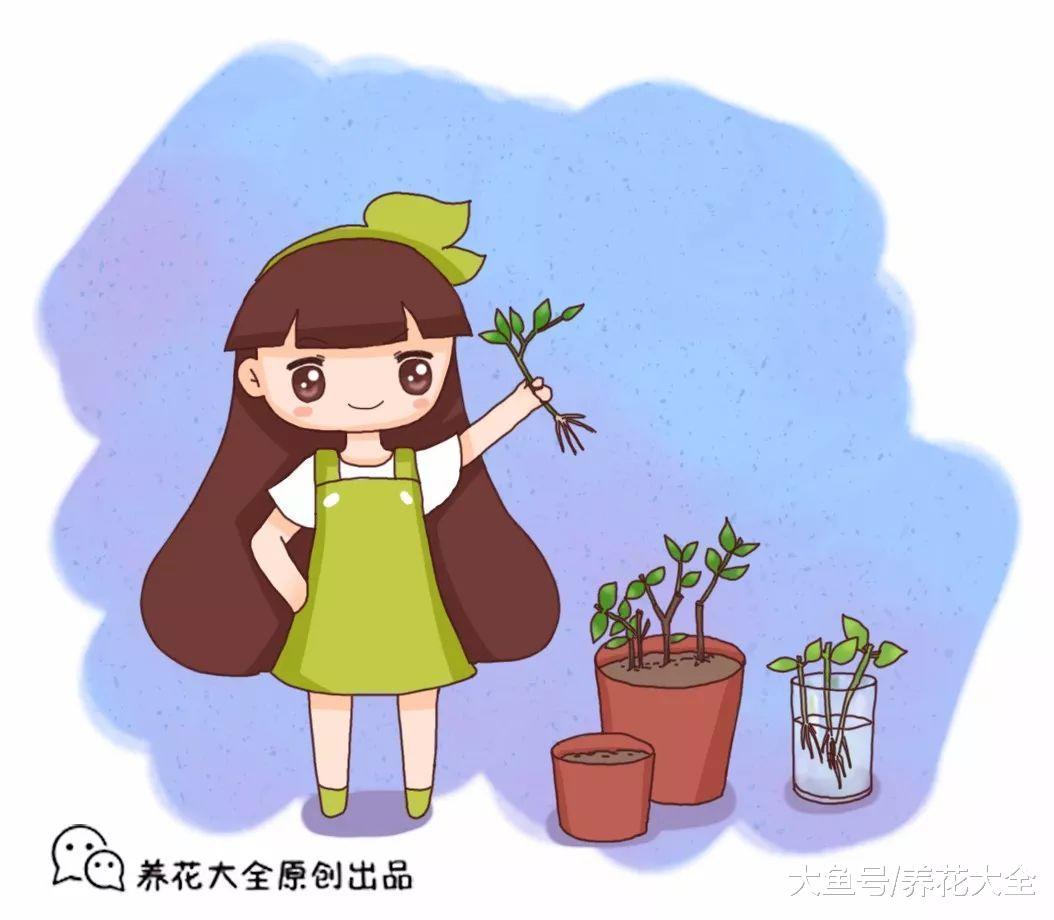 扦插不生根? 那就加点这个, 没想到根芽一起出来了!