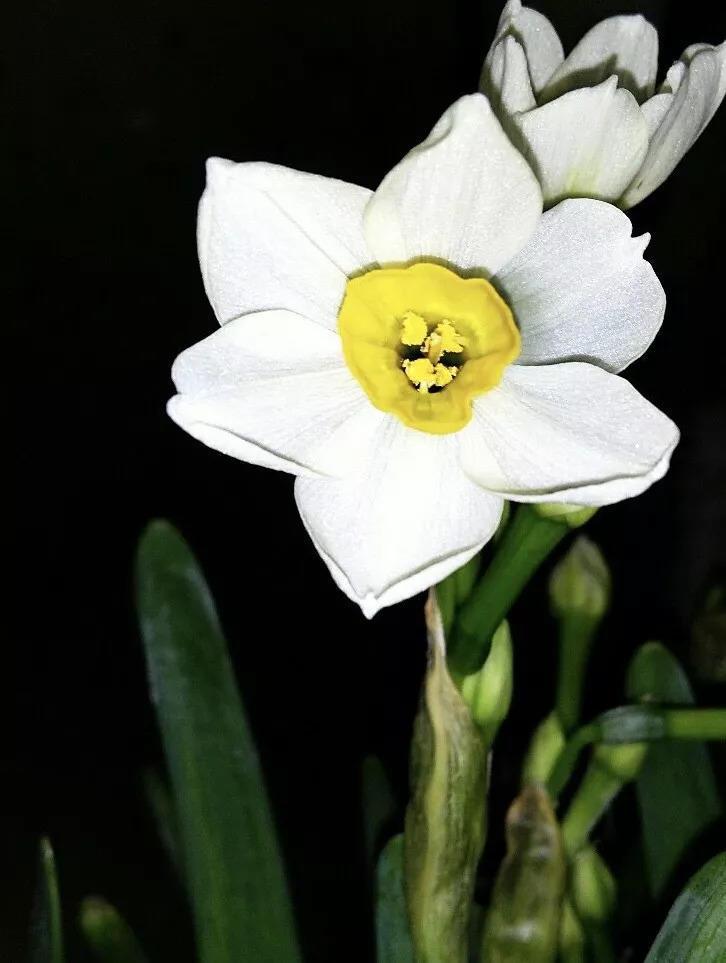 这7种花, 断不可养在卧室里, 不然晚上失眠睡不着!