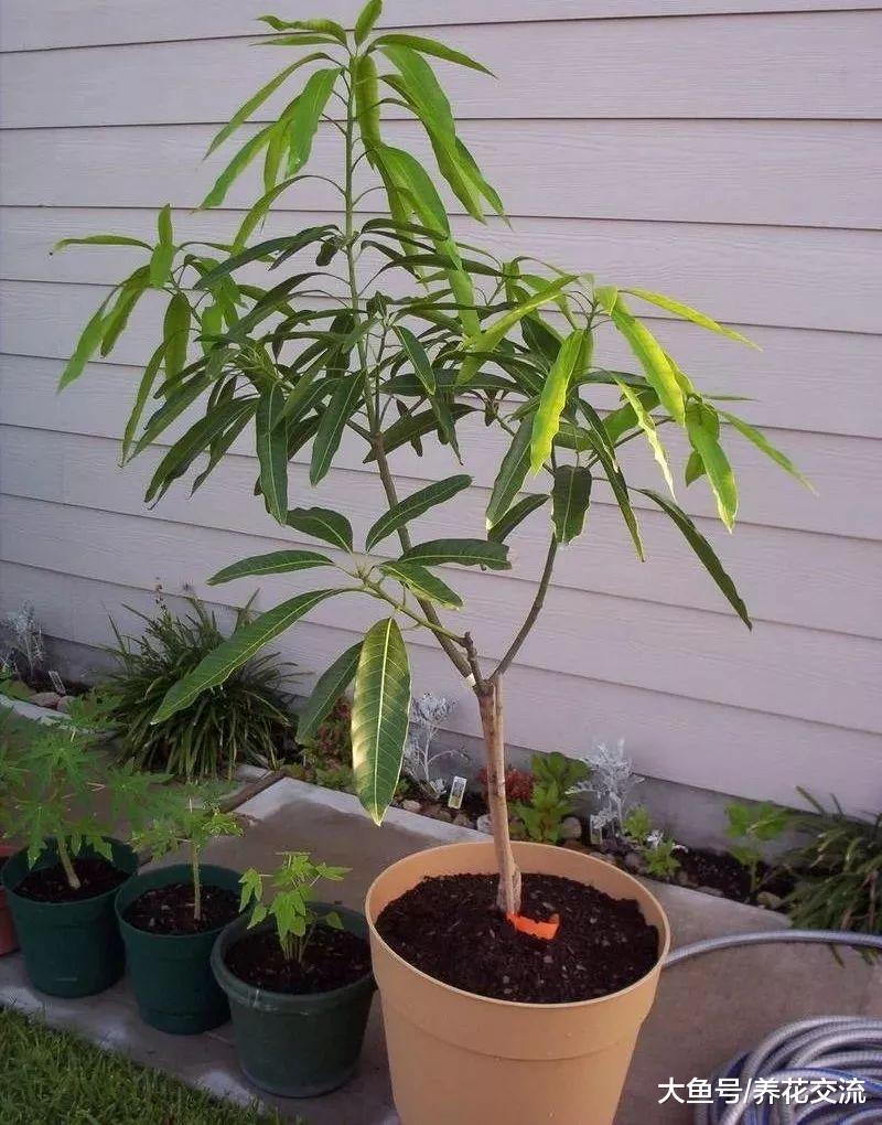 这八种可食用的植物种在院子和阳台, 一年四季吃喝不愁