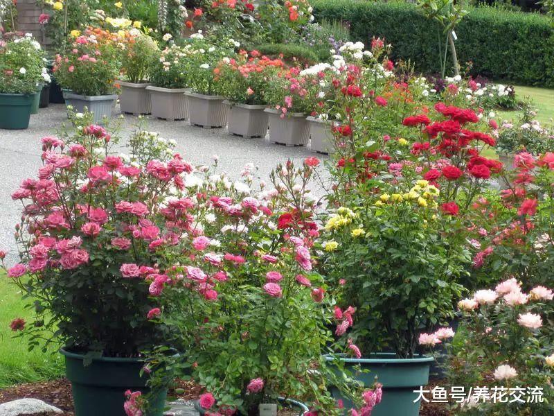 在阳台上养微型月季的小技巧, 为啥有人养的小玫瑰经常黄叶