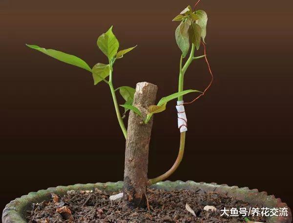 三角梅用硬木枝条扦插也能成功, 看看我家里养的盆栽三角梅