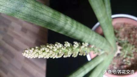 叶子长得像棍子一般的虎皮兰, 没想到还能开花