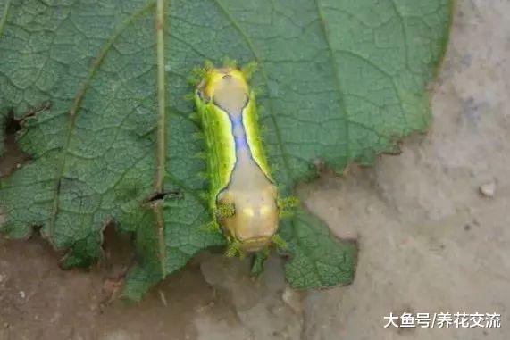 月季花的叶子快要被虫子吃光了, 你会用什么方法处理?