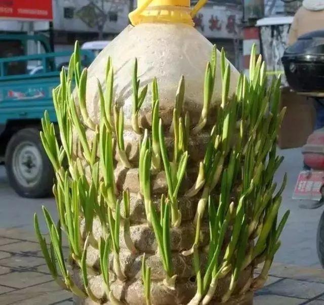 花生油桶别丢, 剪1刀塞厨房, 大蒜种出一箩筐, 盘子能摞5、6个!