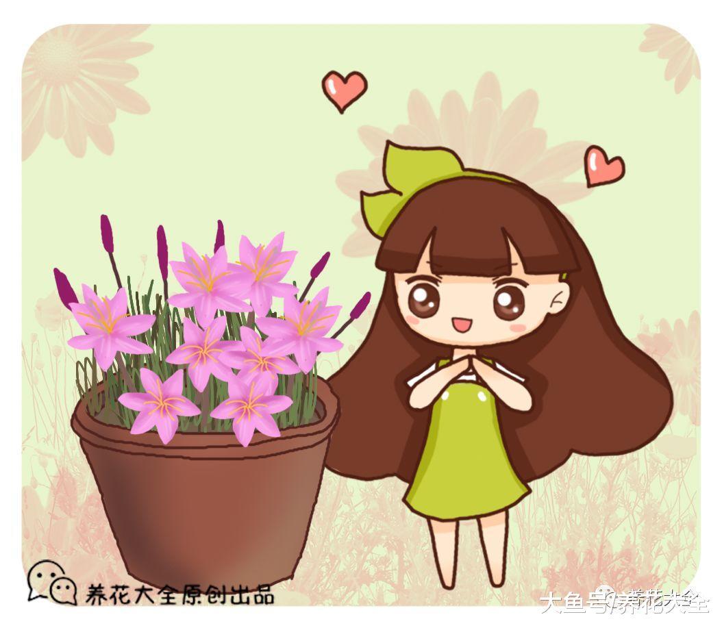 盆里的这几种草, 长得再多也不要拔, 因为能开花!