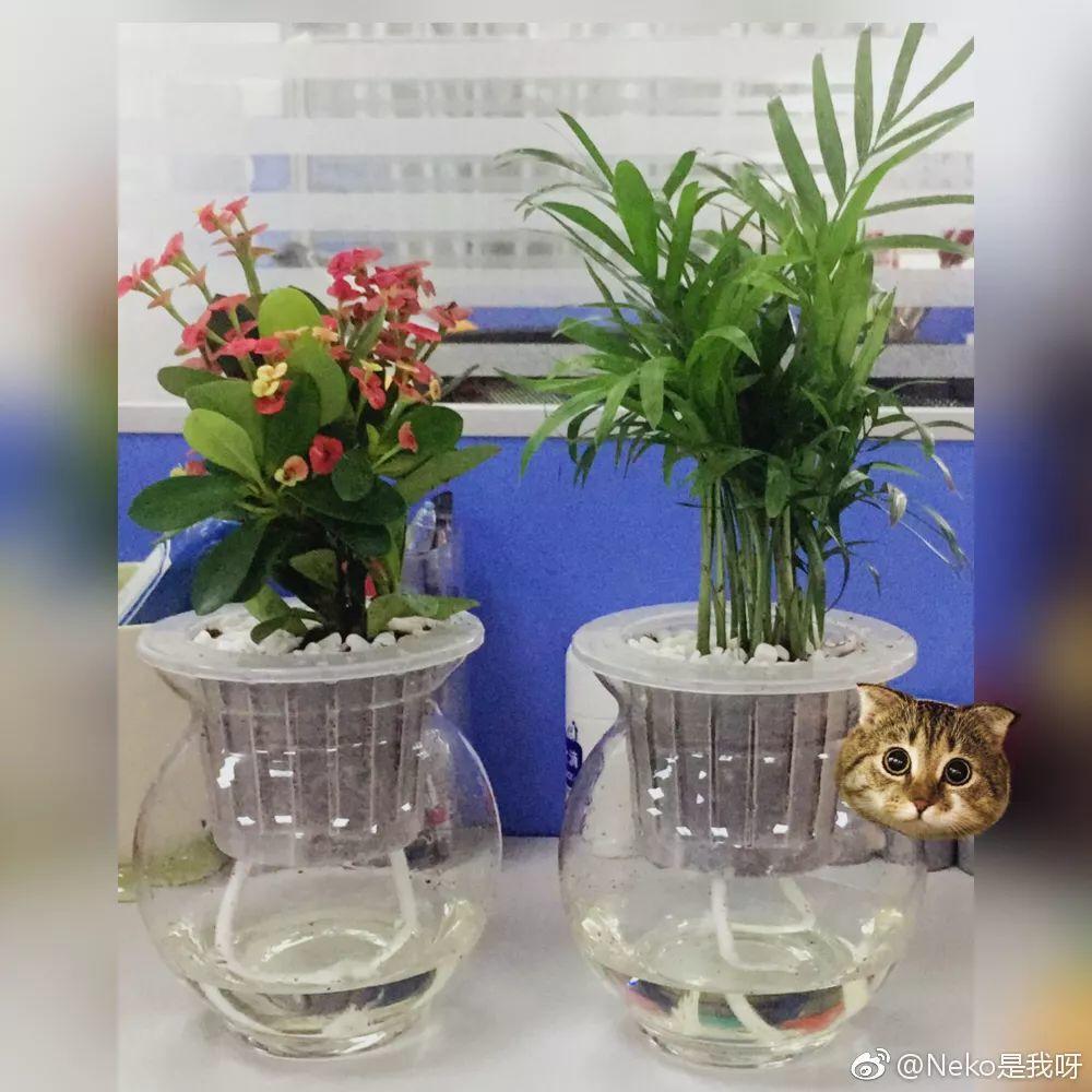 家里的花养不活? 懒人盆别乱用, 不然烂根又黄叶!