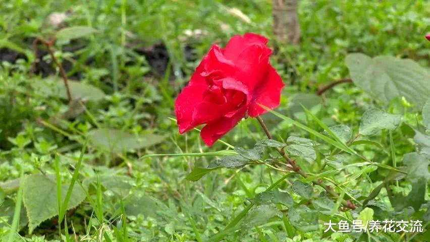 月季花黄叶的6个常见的原因, 改善方法都很简单