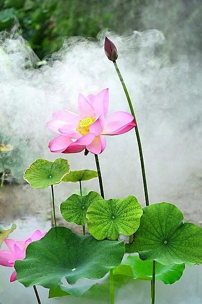 佛经中最有禅意的句子, 句句博大精深, 读完受益一生!