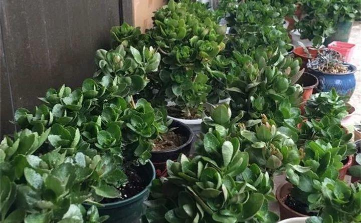 长寿养2年不开花, 净装菜, 原因都出在这了!