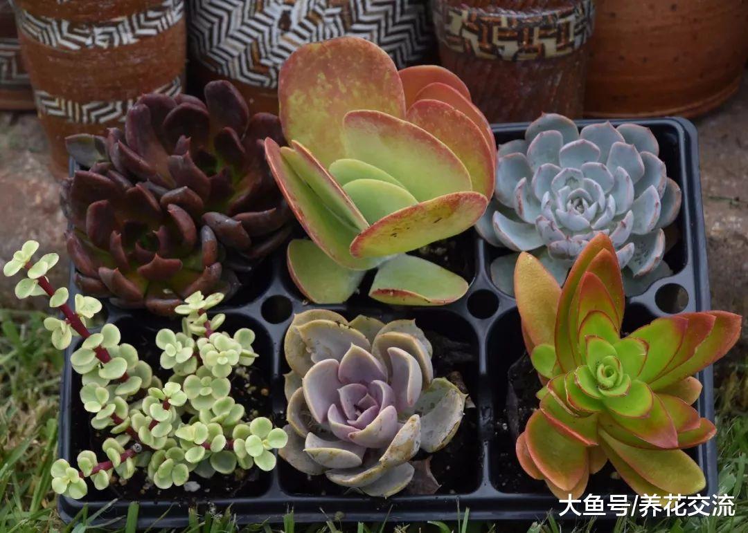朋友买来的几十盆多肉植物, 过了夏季只剩下空盆, 这是什么状况