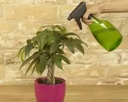 多么痛的领悟! 这么浇水, 再好养的花, 也要被养死!