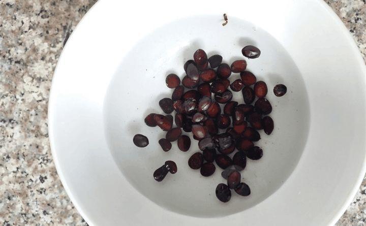 芍药牡丹, 1粒种子就能种出来, 开花比脸大!