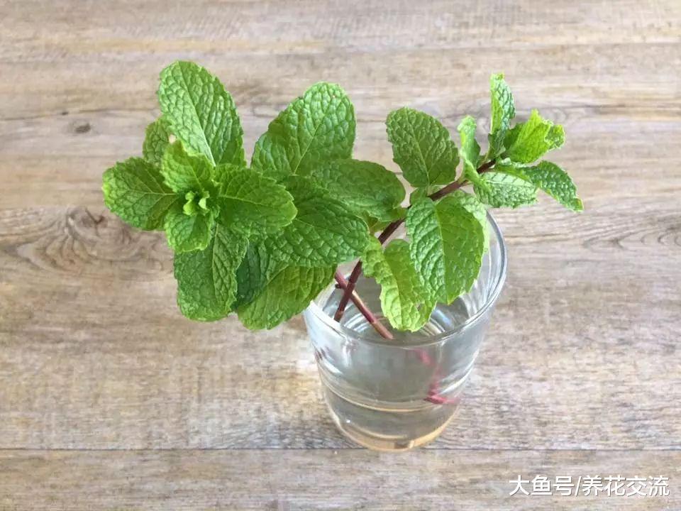 盆栽养护的9种香草植物, 剪一段插水里就能生根发芽