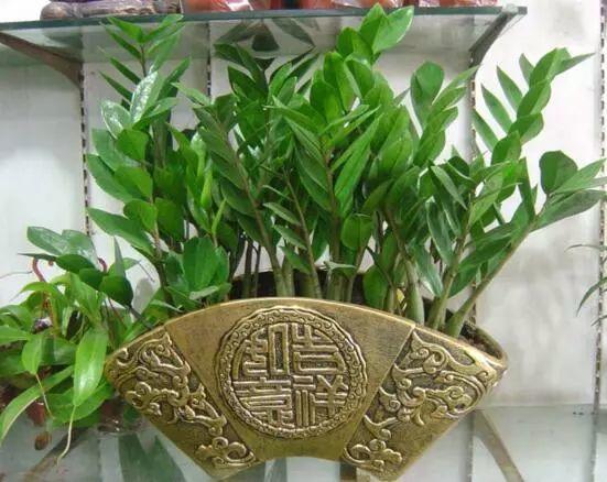 2019, 来盆旺运花, 新的一年好运连连!