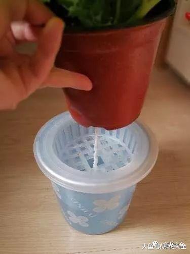 用完的塑料瓶别扔, 这样一改造, 就是自动浇水神器!