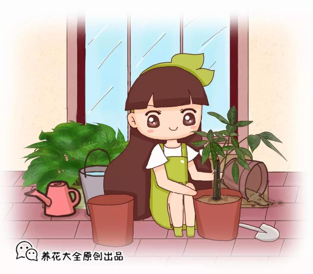 绿萝迟迟不长叶? 趁现在换个盆, 再晚秋天都熬不过!